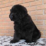 Превью фото № 86572