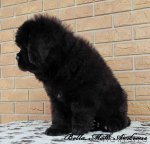 Превью фото № 86600