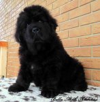 Превью фото № 86601