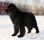 Превью фото № 86772