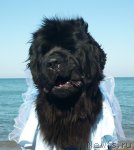 Превью фото № 86827