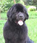 Превью фото № 87