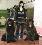 Превью фото № 87118