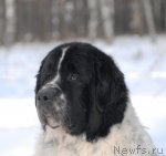 Превью фото № 87165