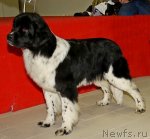 Превью фото № 87233