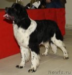 Превью фото № 87234