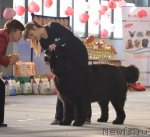 Превью фото № 87249