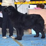 Превью фото № 87284