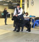 Превью фото № 87292