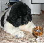 Превью фото № 8758