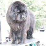 Превью фото № 87633