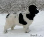 Превью фото № 8766