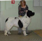 Превью фото № 87706