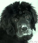 Превью фото № 87747