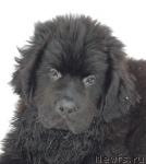 Превью фото № 8776