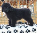 Превью фото № 87802