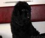 Превью фото № 87990