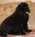 Превью фото № 88012