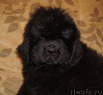 Превью фото № 88015