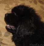 Превью фото № 88016