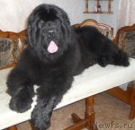 Превью фото № 88170