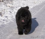 Превью фото № 88187