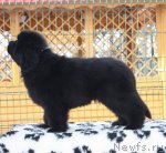 Превью фото № 88193