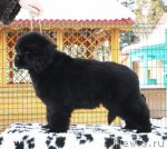 Превью фото № 88195