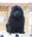 Превью фото № 88196