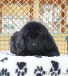 Превью фото № 88200