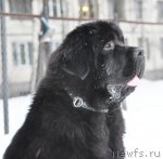 Превью фото № 88381