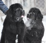 Превью фото № 88386