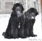 Превью фото № 88388