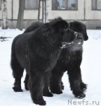 Превью фото № 88392