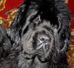 Превью фото № 88407