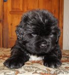 Превью фото № 88443