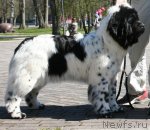 Превью фото № 88529