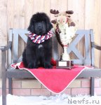 Превью фото № 88752