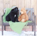 Превью фото № 88753