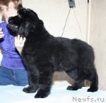 Превью фото № 88833