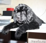 Превью фото № 88837