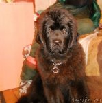 Превью фото № 88869