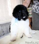 Превью фото № 89073