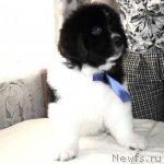 Превью фото № 89082