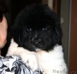 Превью фото № 89085