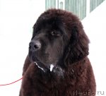 Превью фото № 89133