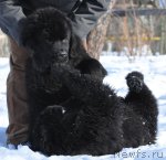 Превью фото № 89239