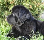 Превью фото № 89320