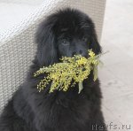 Превью фото № 89338