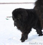 Превью фото № 89402